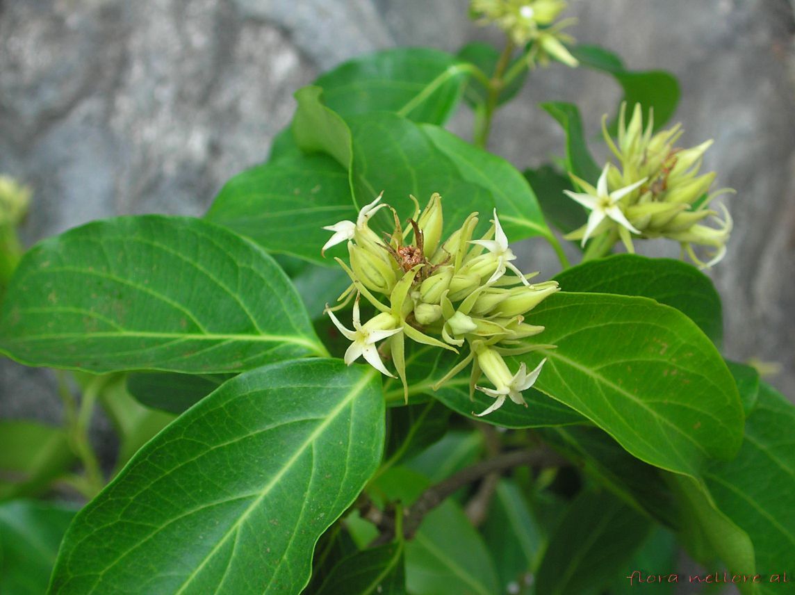 Cây Chè lông. Aganosma acuminata - Cây Thuốc Nam Quanh Ta